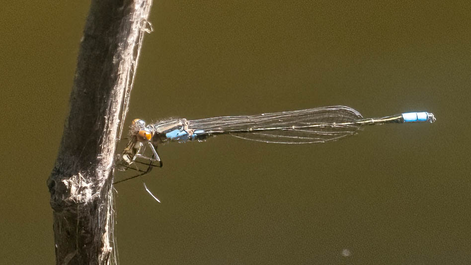 Pseudagrion sudanicum--2.jpg