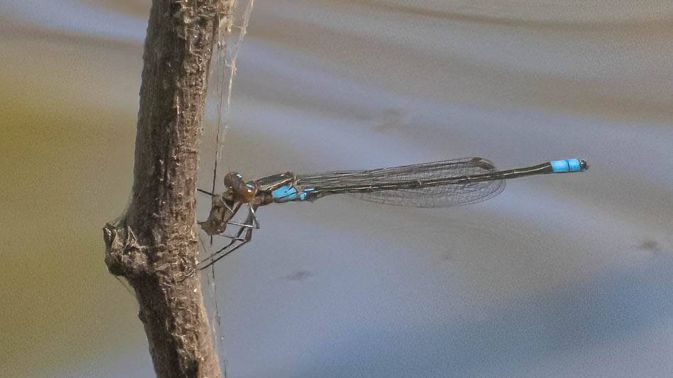 Pseudagrion sudanicum-.jpg