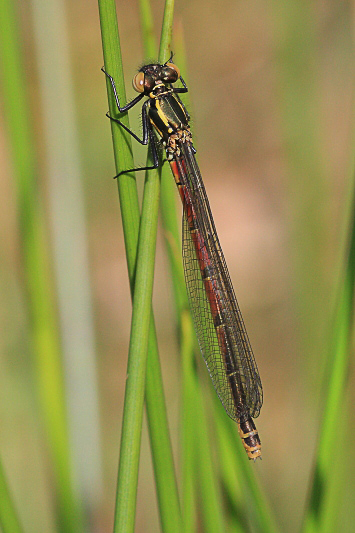 IMG_9138 Pyrrhosoma nymphula female.JPG