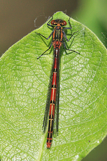 IMG_9225 Pyrrhosoma nymphula typica .JPG