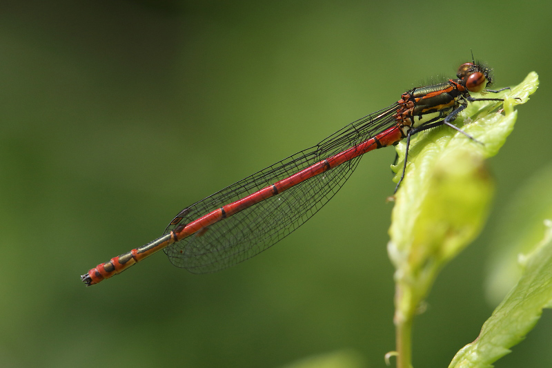 J15_0384 Pyrrhosoma nymphula male.JPG