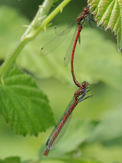 J15_0476 Pyrrhosoma nymphula tandem.JPG