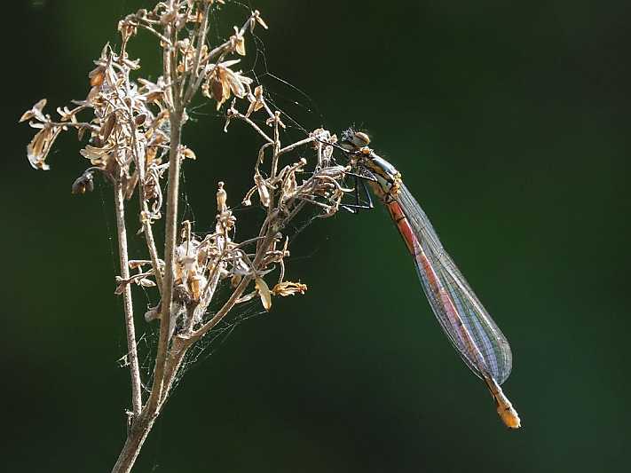 JC190257 Pyrrhosoma nymphula female.jpg