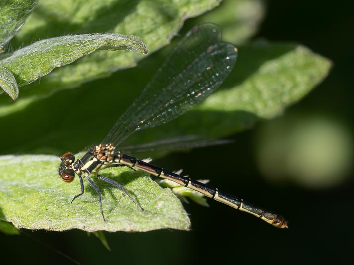 Pyrrhosoma nymphula 2-2.jpg