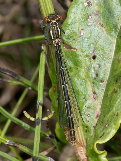 Pyrrhosoma nymphula melanotum 1.jpg