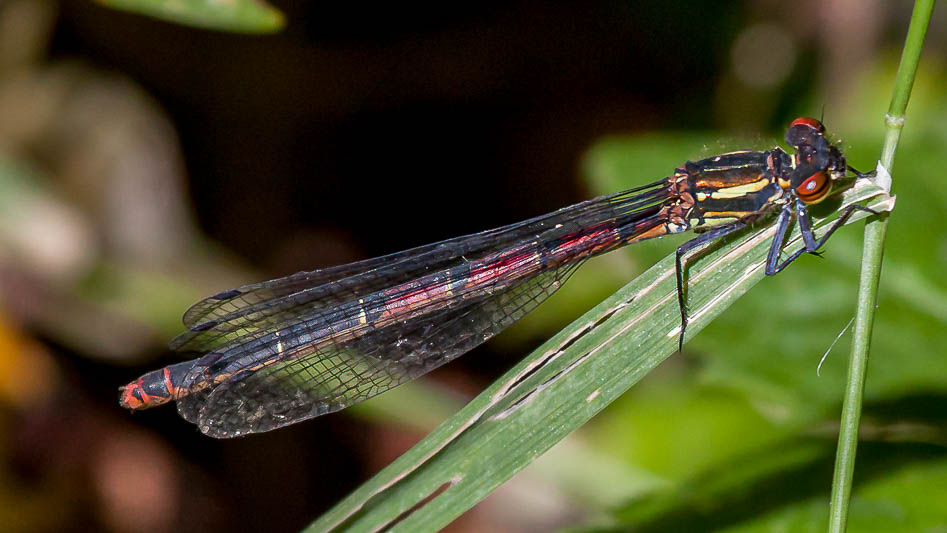 Pyrrhosoma nymphula typica.jpg