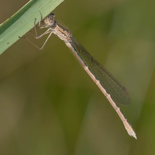 Sympecma paedisca female-.jpg