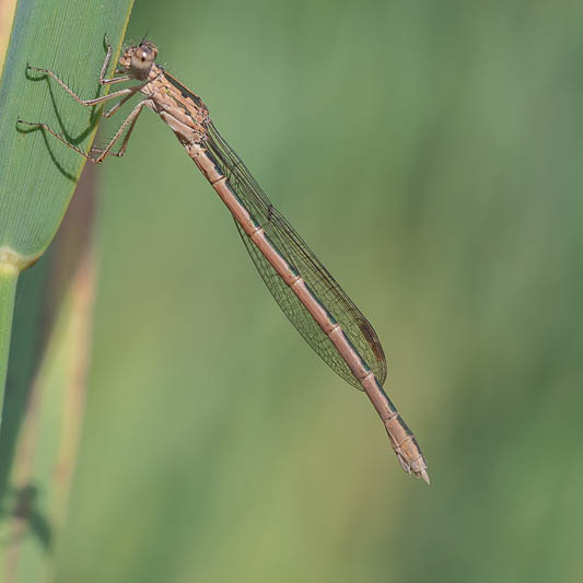 Sympecma paedisca female-224308.jpg