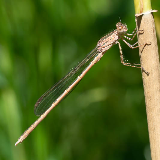 Sympecma paedisca male-224097.jpg