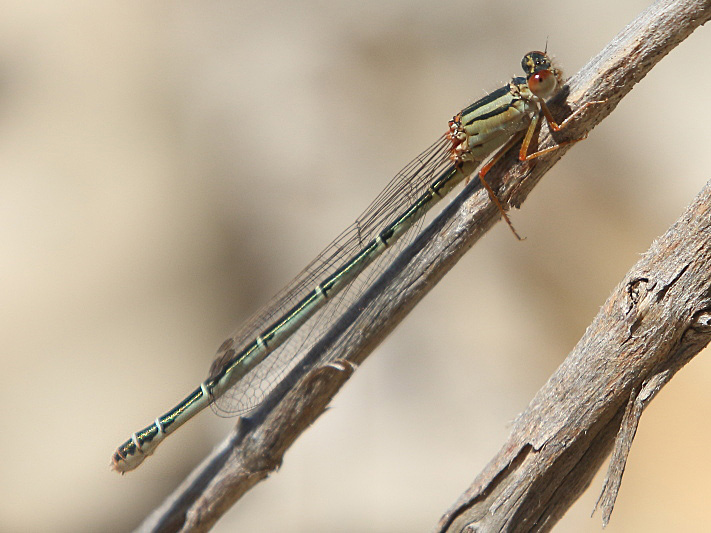 J17_3351 Xanthagrion erythroneurum female.JPG