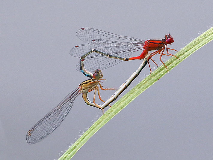 J17_3602 Xanthagrion erythroneurum in cop.JPG