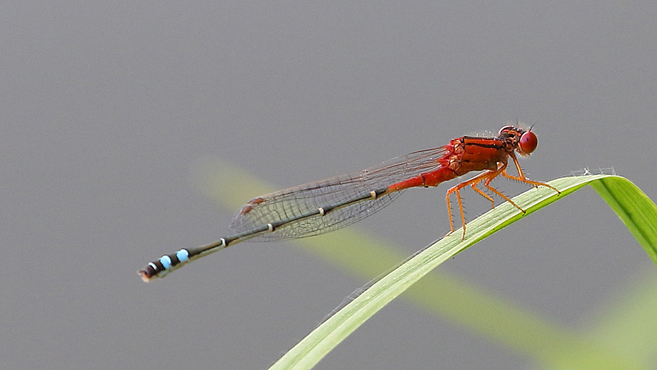 J17_3605 Xanthagrion erythroneurum male.JPG