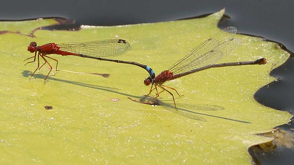 J19_1664 Xanthagrion erythroneyrum tande.JPG