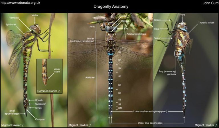 dragonfly-anatomy-odo-nutters