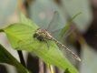 Austrogomphus-guerini-Reedy-Creek.jpg