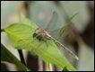 Austrogomphus-guerini-Reedy-Creek_thumb.jpg