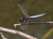 Crocothemis-nigrifrons-Mount-Coot-tha.jpg