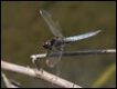 Crocothemis-nigrifrons-Mount-Coot-tha_thumb.jpg