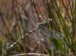 Synthemis-eustalacta-Lake-Catani.jpg