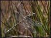 Synthemis-eustalacta-Lake-Catani_thumb.jpg