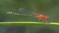 Xanthagrion-erythroneurum-Nyngan.jpg