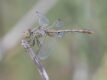 female-Diplacodes-bipunctata-Kerang.jpg