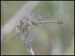 female-Diplacodes-bipunctata-Kerang_thumb.jpg