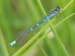 Coenagrion-lunulatum.jpg