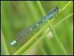 Coenagrion-lunulatum_thumb.jpg