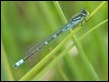 Coenagrion lunulatum