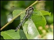 Gomphus vulgatissimus