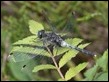 Leucorrhinia albifrons