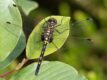 Leucorrhinia-dubia-female.jpg