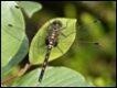 Leucorrhinia-dubia-female_thumb.jpg