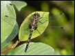 Leucorrhinia dubia female