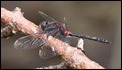 Leucorrhinia pectoralis