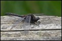 Leucorrhinia rubicunda