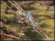 Eastern Pondhawk (Erythemis simplicicollis)