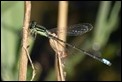 Ischnura verticalis (Eastern Forktail)