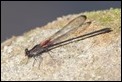 Smoky Rubyspot (1 of 1)